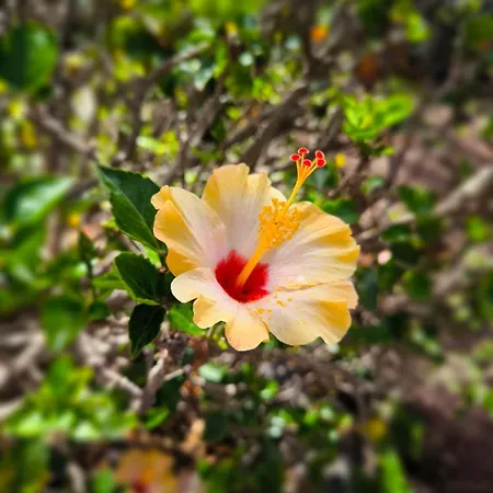Prázdninový dům Heated Pool With Sea View Tranquil Retreat At Malvasia Garden *